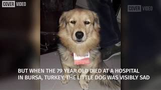 Meet Cesur the loyal dog who visits his late owners grave every day