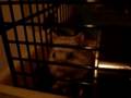 Pucca