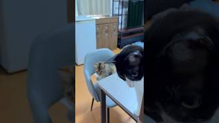 すごい見てくるやつら #shorts