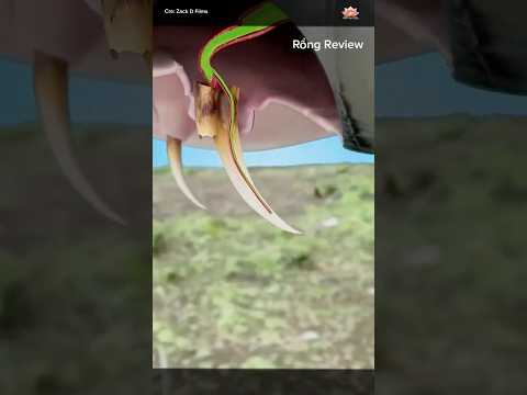 Cách rắn hổ mang thay răng nanh của chúng khi bị gãy #shortvideo#shorts.