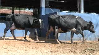 Vídeo 74 - 1ª ETAPA MEGA LIQUIDAÇÃO TOTAL AGROPECUÁRIA MARAJOARA - DIA 4 | GADO GIROLANDO E HOLANDÊS