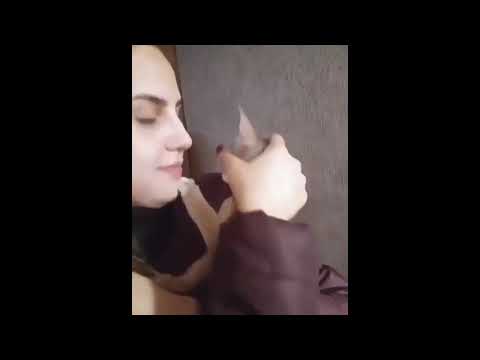 adorable cats Funniest CATS EVER - Die LAUGING NOW!