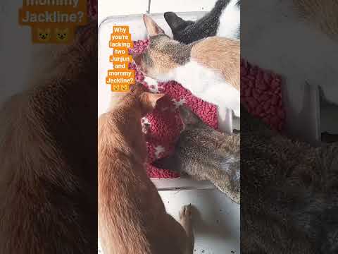 #fypシ゚viral @why you're lacking two Junjun and Mommy Jackline?😺😺