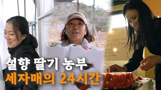 [나는 농부다 385회 2부] 딸 부잣집 딸기 하우스????