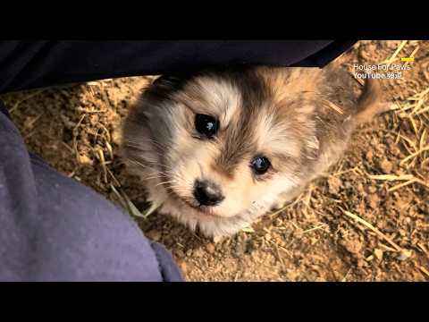 I found a stray puppy, its mother came to take it back, but it refused to leave and chose to stay