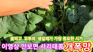 이영상 안보면 서리태콩 개폭망~서리태꽃피고 꼬투리 생기는시기가 가장중요~서리태 새바람,서리태병충해,노린재 서…
