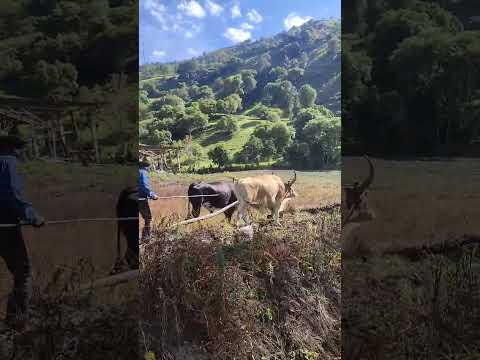 Arando con 🐂 bueyes. San Miguel Santander, Colombia