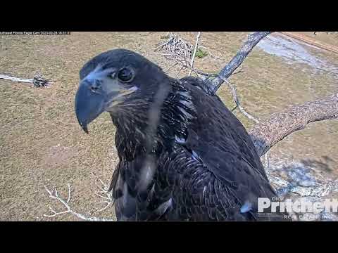 SWFL Eagles ~ E22 BRANCHES TO THE ATTIC 1ST TIME 💕 Perfect Return To Nest For Fish Delivery! 3.28.23