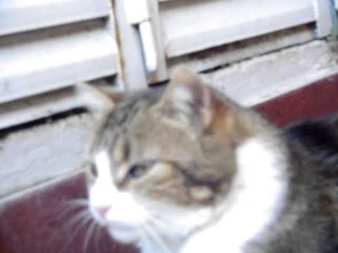 la gata nazira bostezando