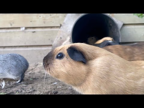 Guinea pigs enter and leave the tunnel (filmed from inside)