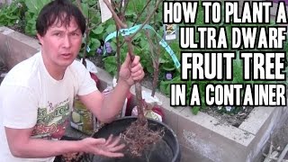 How to Plant a Bare Root Fruit Tree in a Container to Grow Fruit
