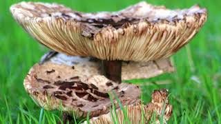 Herfstvideo deel 4 Adiemus - 04 - Cantus-insolitus