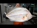 The Truth About FLOUNDER VS FLUKE