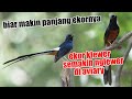 MURAI BATU EKOR KLEWER GACOR DIMASUKIN AVIARY SEMI LIAR BARENG RATUSAN BURUNG LAIN GAK SAYANG BOS