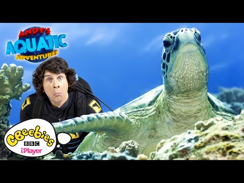 アオウミガメ｜アンディの水の冒険｜CBeebies (The Green Sea Turtles | Andy's Aquatic Adventures | CBeebies)