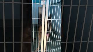 Video preview image #1 German Shepherd Dog Puppy For Sale in Pasadena, CA, USA
