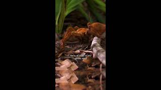 Птицеед голиаф - гроза мелких животных
