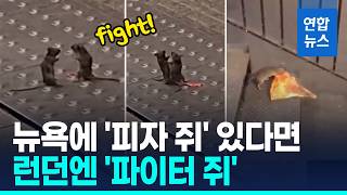 님들 쥐들이 싸우는거 본적있음?
