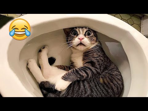 Funniest Cats and Dogs Videos 2025😼🐶You Won’t Stop Laughing😜