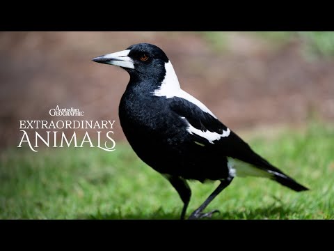 Why Are Magpies So Clever? | Extraordinary Animals (Now Streaming) - YouTube