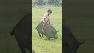 Download lagu VIDIO KOCAK NAIK BABI 😂😂#kocak #lucuabis #viral mp3 Download lagu VIDIO KOCAK NAIK BABI 😂😂#kocak #lucuabis #viral mp3