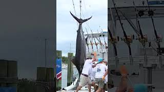 Morehead City's 66th Big Rock Blue Marlin Tournament kicks off