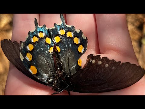 don’t let your dream die 