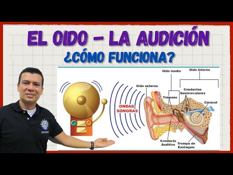 EL OIDO. Sentido del oído o la audición, todas sus partes y funcionamiento