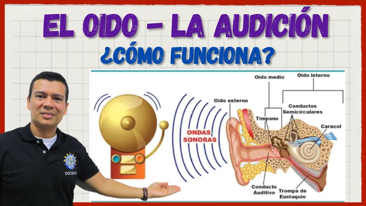 EL OIDO. Sentido del oído o la audición, todas sus partes y funcionamiento