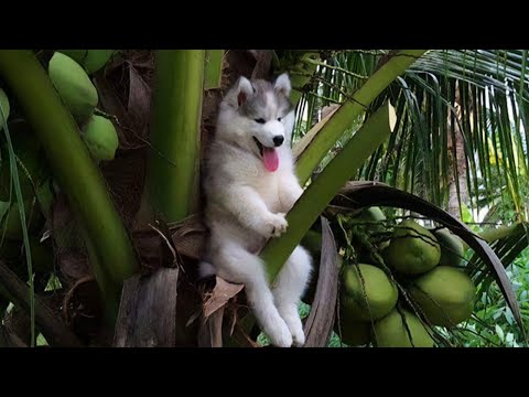Petits chiens, gros problèmes ! | Les nouveaux chiens les plus drôles en vidéo