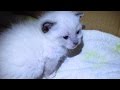 The Kittens Survived Only Two Out Of Five