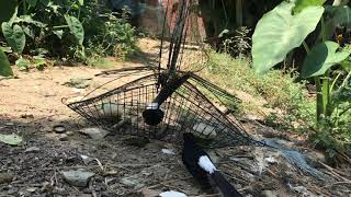 Download lagu memikat burung murai batu di samping rumah ekor nya panjang banget mp3