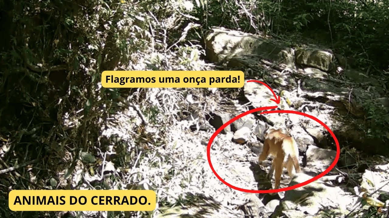 ANIMAIS DO CERRADO.