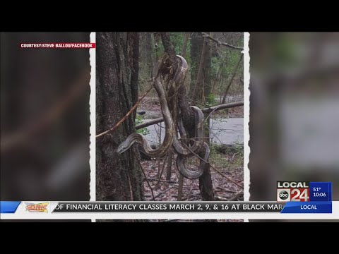 Caught On Camera: "Large" Snake Dangling From Overton Park Tree