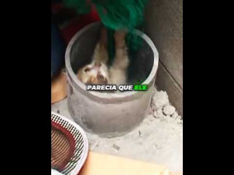 Ninguém conseguia descobrir de onde vinha o miado 🥹