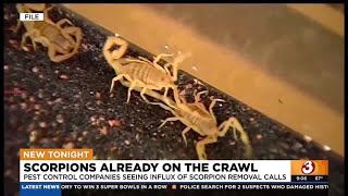 Here's why Arizona may see more scorpions homes this winter