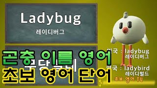 곤충 이름 영어 / 초보 영어 단어 / 기초 영어 단어