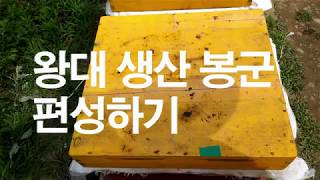 우수한 여왕 만들기, 왕대 생산봉군 편성하기, 왕대 생산 분봉열 유도