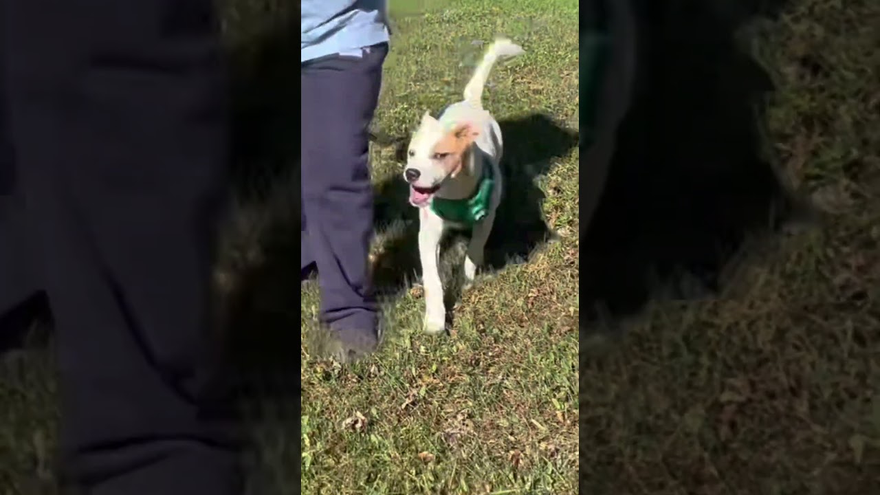Enlarge Doodle, a Adoptable mixed breed in Northampton, MA video 3/6