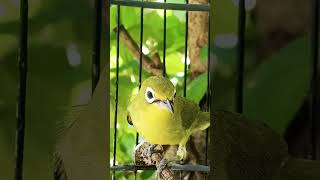 Download lagu #shorts ciak ciak Kecial Kuning mp3 Download lagu #shorts ciak ciak Kecial Kuning mp3