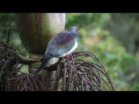 Propertypics 43 Otitori Bay Road Titirangi
