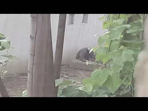 Imagini dramatice au fost surprinse astăzi de către un sătmărean