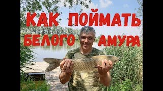 Амур на червя рыбалка