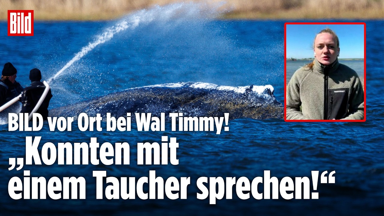 Ostsee-Drama: BILD vor Ort bei Wal Timmy! „DAVON war heute gar keine Rede mehr!“