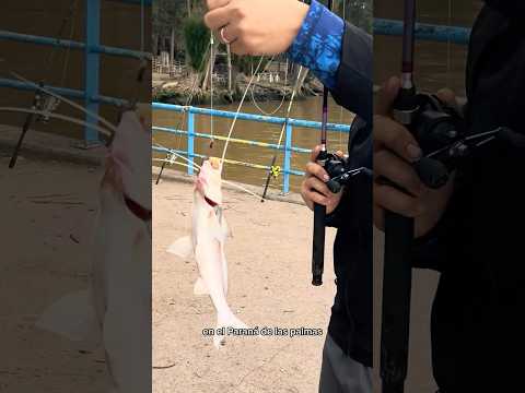 Pesca en Paraná de las Palmas, Costanera de Escobar #pesca #pescadores #fishing #pescando #paraná