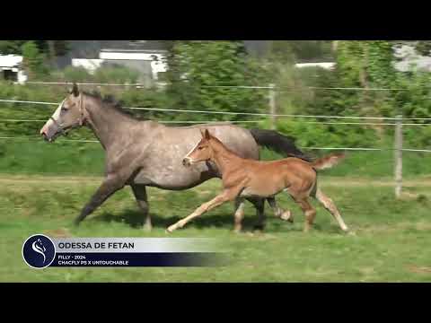 ODESSA DE FETAN