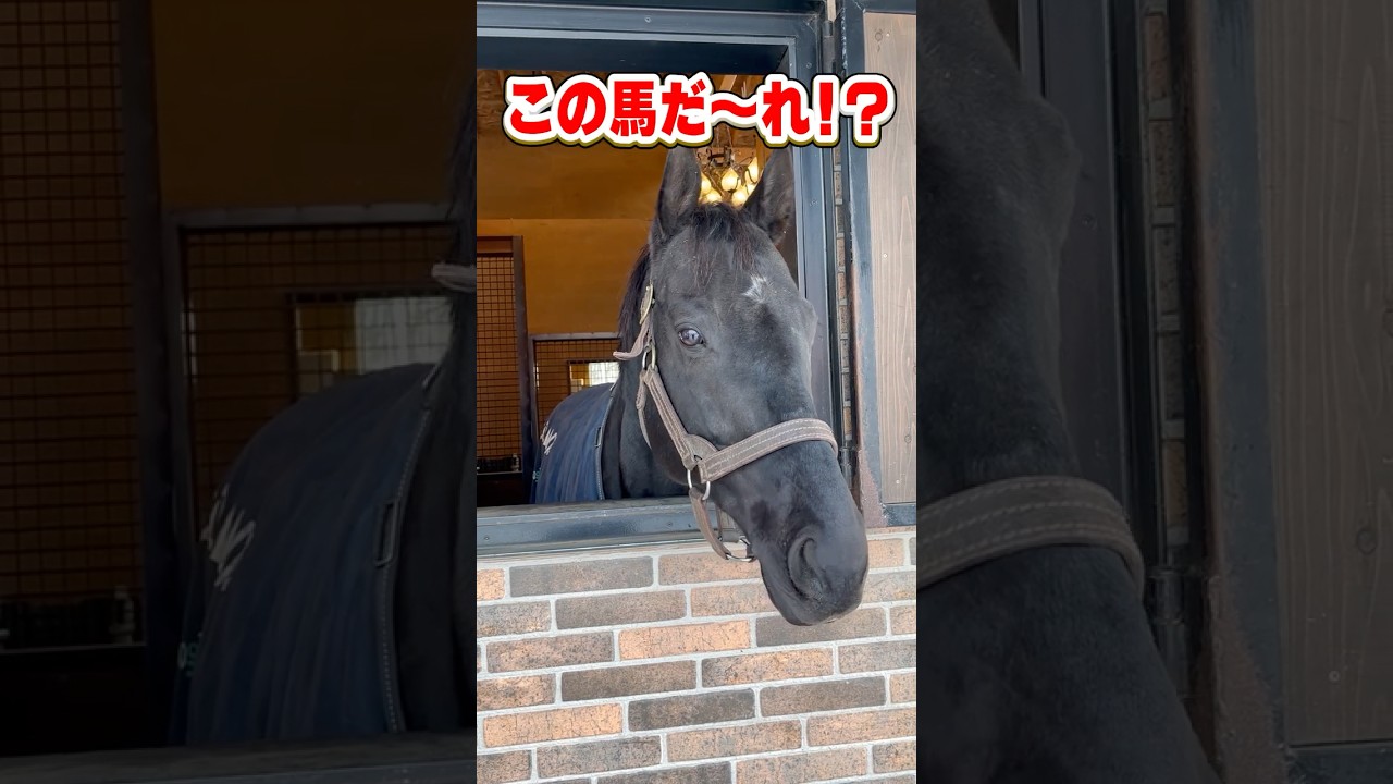 【この馬だ〜れ？】この顔に見覚えある？#shorts #クイズ #競馬 #horse