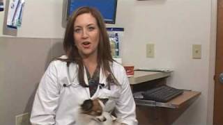 Dog Health Treatment & Advice : How to Stop a Dog From Eating Feces