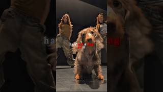 Download lagu Dan ini bukan AI🥹 #foryou #trending #dance @stella_dachshund(TIKTOK) mp3