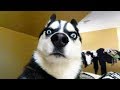 ANIMAUX DRÔLES Nous Fera RIRE Extrêmement Dur Funny DOGS Et CATS Compilation